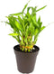 Lucky Bamboo Good Luck and Wealth Houseplant Home and Office Decor, 4"