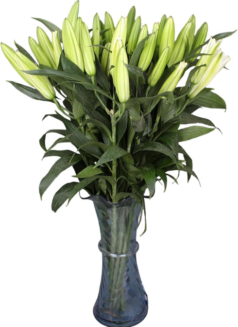 10 stems giant white lilies Fresh Flower Bouquet Gifts for Birthday Anniversary Friendship and Love