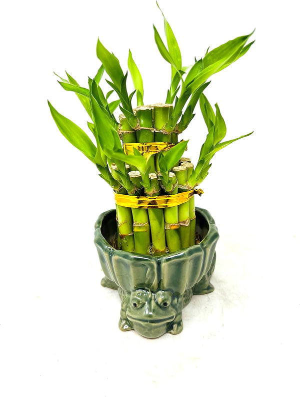 JM BAMBOO Two-Tiered 3&5 Lucky Bamboo Frog Stand Vase Green
