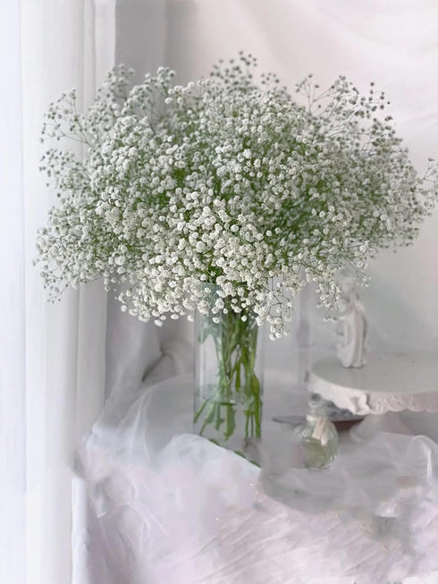 10 Stems Fresh White Gypsophila Flowers Can Be Stored In Water Or Dried Naturally Home hydroponic flower