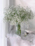 10 Stems Fresh White Gypsophila Flowers Can Be Stored In Water Or Dried Naturally Home hydroponic flower