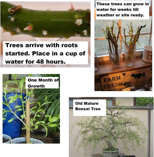 3 Bonsai Willow Tree Bundle - Large Trunk Bonsai Tree Cuts - Get one Each Weeping, Australian, Dragon - Ready to Plant