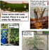 3 Bonsai Willow Tree Bundle - Large Trunk Bonsai Tree Cuts - Get one Each Weeping, Australian, Dragon - Ready to Plant
