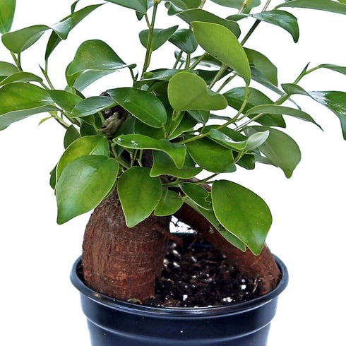 4" Live Ginseng Ficus, Ficus Retusa, Banyan Fig, Bonsai Houseplant, Unusual Plant, Birthday Gift for Plant Lover