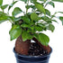 4" Live Ginseng Ficus, Ficus Retusa, Banyan Fig, Bonsai Houseplant, Unusual Plant, Birthday Gift for Plant Lover