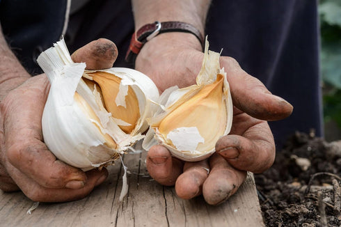 Generic 2 Bulbs. Elephant Garlic. Grown in California. Huge Delicious milder, mellower flavor. Great for Cooking