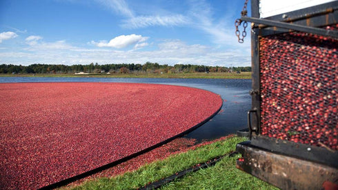 100% 64 Oz (Pack 8) Ocean Spray Juice Cranberry Pomegranate Juice Blend, Fl Bottle