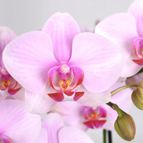 5" Green Circle Growers Light Pink Orchid Plant Love You Edition in Beige Ceramic Planter, Live Indoor Orchid Gift