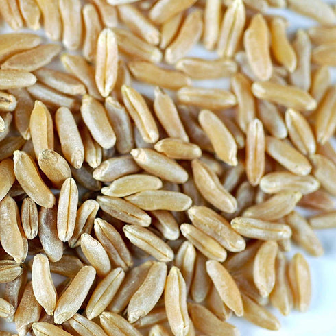 1 Lb Handy Pantry Organic Kamut Seeds Ancient Khorasan Grain for Sprouting, Flour, Baking, Beer, Storage