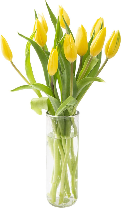 KaBloom - Bouquet of Fresh 10 Yellow Tulips with Vase - Fresh
