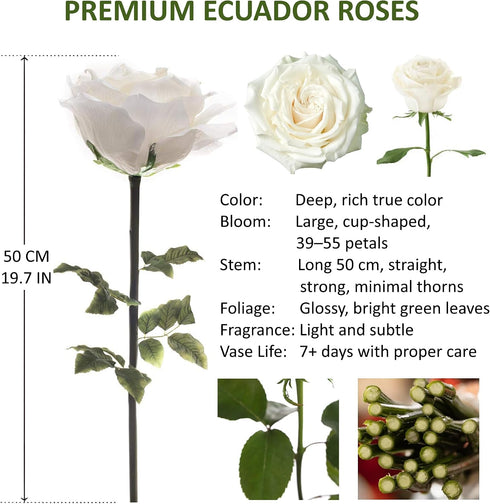 Generic Dozen 12 50CM/19.69IN) One Fresh Roses Bouquet, Premium Long-Stem Ecuador Roses, Hand-Tied Floral Arrangement