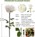 Generic Dozen 12 50CM/19.69IN) One Fresh Roses Bouquet, Premium Long-Stem Ecuador Roses, Hand-Tied Floral Arrangement