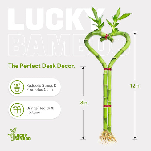 12" Heart Shaped Lucky Bamboo - Live Indoor Plant, Double Stalk Heart Arrangement - Ideal Gift for Birthday