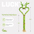 12" Heart Shaped Lucky Bamboo - Live Indoor Plant, Double Stalk Heart Arrangement - Ideal Gift for Birthday