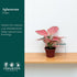 4" CoollectivePlants Aglaonema Katrina | Live Indoor Chinese Evergreen in Pot, Easy Care, Low Maintenance, Green & Pink