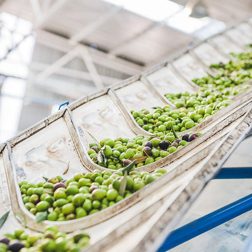 The Olive Trading Co. 2025, 643 2025 250ml) Alonso, Coratina Extra Virgin Olive Oil, Chile, Gold NYIOOC High