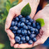 Kuze Fuku & Sons Set 2 (11 oz 2) Blueberry Jam - of x - Product of the USA