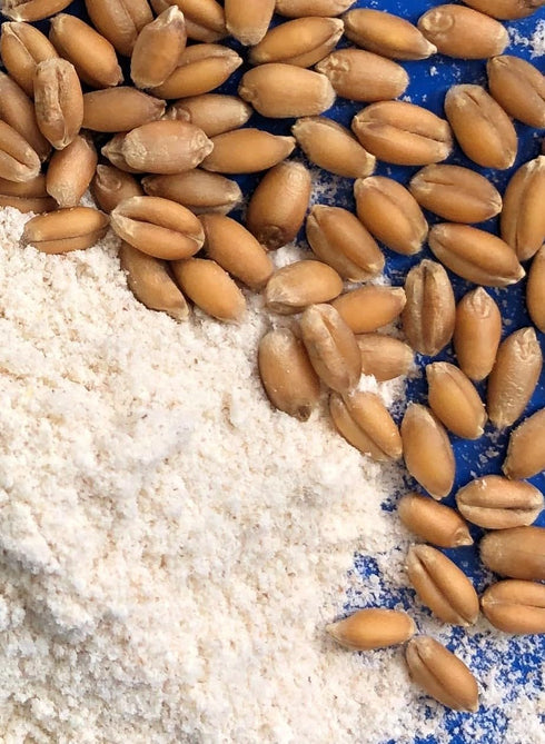 Early Morning Harvest Organic Pastry Flour - Made from Certified Organic, Non-GMO Whole Wheat - Stone Ground Flour