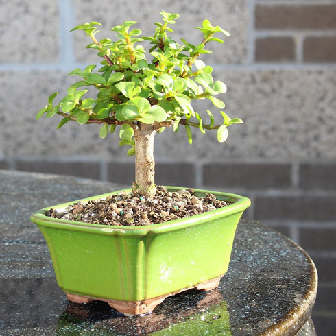 3 5-8 Inches Brussel's Bonsai - Live Dwarf Jade Bonsai Tree in a Ceramic Bonsai Pot, Indoor Succulent Houseplant, Years