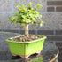 3 5-8 Inches Brussel's Bonsai - Live Dwarf Jade Bonsai Tree in a Ceramic Bonsai Pot, Indoor Succulent Houseplant, Years