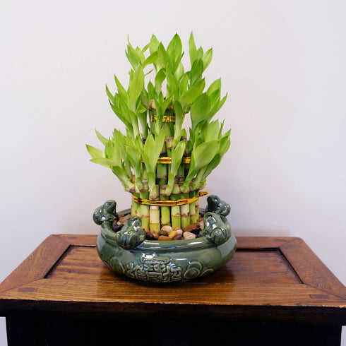 3 Athenas Garden Lucky Bamboo Indoor Live Plant Tier Tower Fresh Plant in Ceramic Planter (Frog)