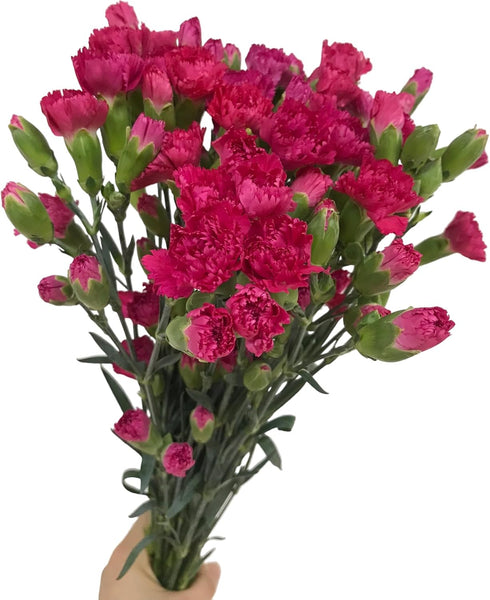 19 dark pink mini Carnations Hydroponic Flower Arrangement Gifts for home decoration birthdays anniversaries healing