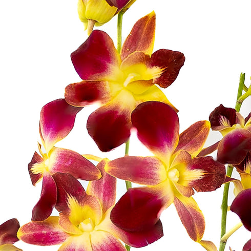 Generic 10 Fresh Cut Orchids Flowers Bouquet - PRIME QUALITY - Perfect for Weddings, Birthdays, Anniversaries, Gifts