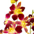 Generic 10 Fresh Cut Orchids Flowers Bouquet - PRIME QUALITY - Perfect for Weddings, Birthdays, Anniversaries, Gifts