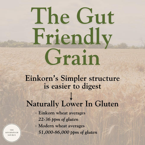 2 Einkorn Dehydrated Italian Sourdough Starter | Naturally Lower Gluten Structure | Made from Organic Heirloom Einkorn