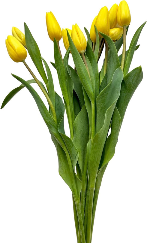20 Next day delivery Yellow Tulips Fresh Cut Flowers Wheat Field Bouquet Gifts for home decoration birthdays friendship