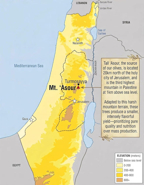 750mL 2025/6 100% Holy Land Goods Palestinian Extra Virgin Levantine Olive Oil Polyphenol Rich, Harvest, glass bottle