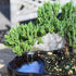 3 6-8 Inches Brussel's Bonsai - Live Green Mound Juniper Bonsai Tree in Zen Reflections Pot, Outdoor Bonsai Tree Live
