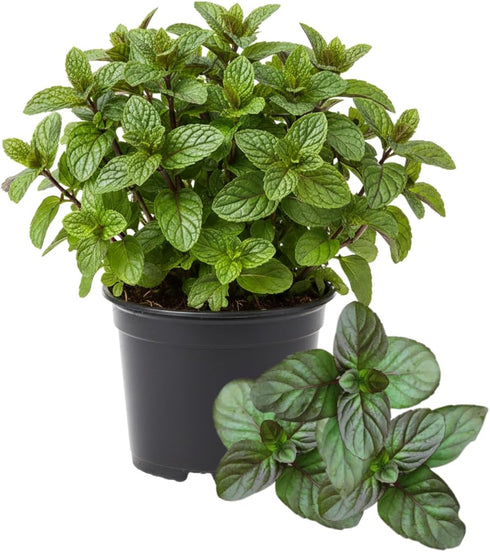 Sets 2 3.5" 5-9" TANKDA Live Mint Plants Herb in Pot, Fresh Orange Mint for Indoor Outdoor Growing, Spring Planting