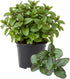 Sets 2 3.5" 5-9" TANKDA Live Mint Plants Herb in Pot, Fresh Orange Mint for Indoor Outdoor Growing, Spring Planting