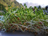(3LB) Organic Green Lentils Whole Raw, High Fiber Non-GMO-Bulk