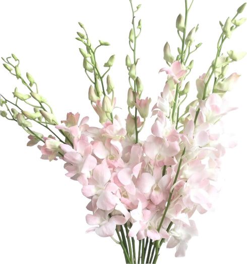 20 Vibrant Pink Dendrobium Orchids - Perfect Gift for Any Occasion