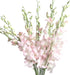 20 Vibrant Pink Dendrobium Orchids - Perfect Gift for Any Occasion