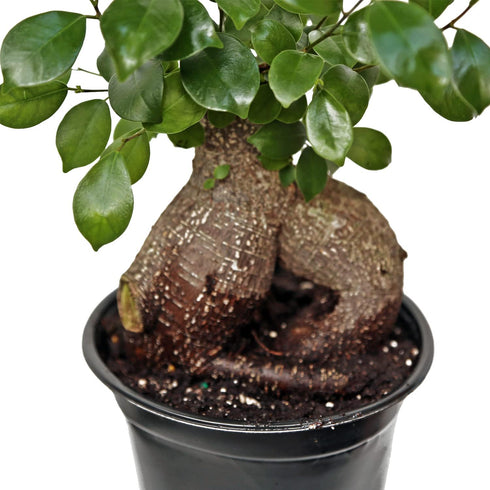 6" Live Ginseng Ficus, Ficus Retusa, Taiwan Ficus, Banyan Fig, Bonsai Houseplant, Birthday Gift, Housewarming Gift