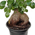 6" Live Ginseng Ficus, Ficus Retusa, Taiwan Ficus, Banyan Fig, Bonsai Houseplant, Birthday Gift, Housewarming Gift