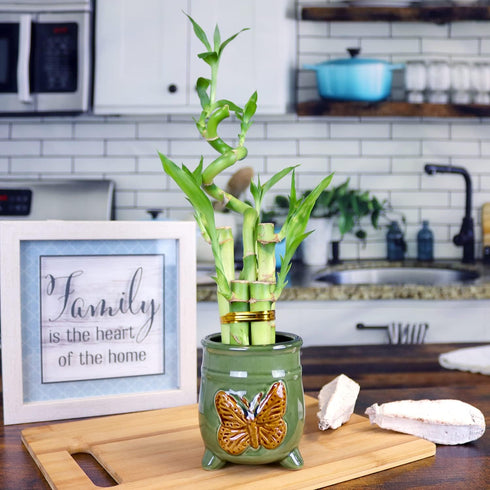 5-Stalk Live Lucky Bamboo Arrangement with Spiral Stalk - Live Indoor Bamboo Plant for Home Decor, Arts & Crafts, Zen