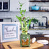 5-Stalk Live Lucky Bamboo Arrangement with Spiral Stalk - Live Indoor Bamboo Plant for Home Decor, Arts & Crafts, Zen