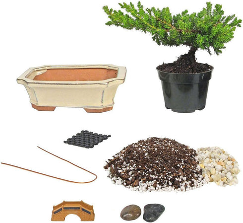 Eve's Garden, Inc Eve's Bonsai Tree Starter Kit, Complete Do-It-Yourself Kit with 6 Year Old
