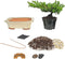 Eve's Garden, Inc Eve's Bonsai Tree Starter Kit, Complete Do-It-Yourself Kit with 6 Year Old