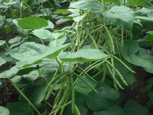 3 Food to Live Organic Mung Beans, Pounds Non-GMO, Whole Dried Beans, Green Gram, Sproutable, Kosher, Sirtfood. Good