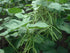3 Food to Live Organic Mung Beans, Pounds Non-GMO, Whole Dried Beans, Green Gram, Sproutable, Kosher, Sirtfood. Good