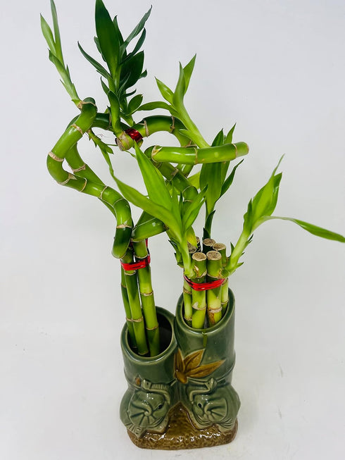 JM BAMBOO 10style Jmbamboo - Live Lucky Bamboo Plant Arrangement with Ceramic Double Vase