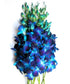 Just Orchids Fresh Blue Dendrobium Orchids