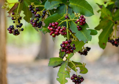 4 Food to Live Whole Allspice Berries, Ounces Jamaican Pepper, Vegan, Kosher, Bulk. High in Fiber, Calcium. Great