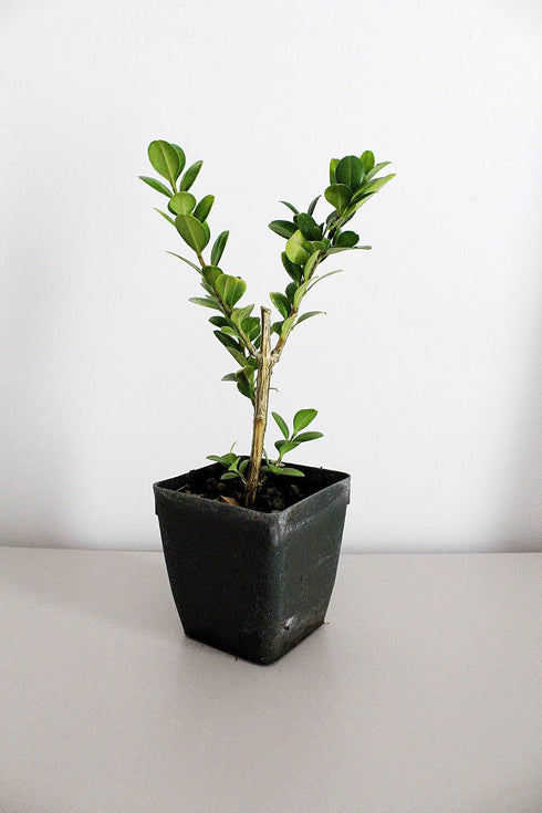 Generic 2 Bonsai Starter Plant, Japanese Boxwood Topiary, Evergreen Shade Plant, in Pot