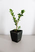 Generic 2 Bonsai Starter Plant, Japanese Boxwood Topiary, Evergreen Shade Plant, in Pot